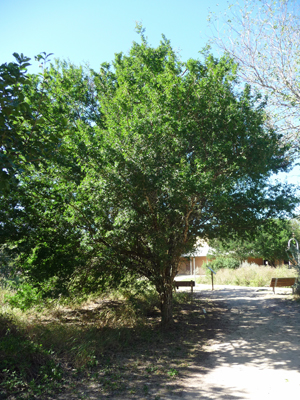 Texas Ebony tree