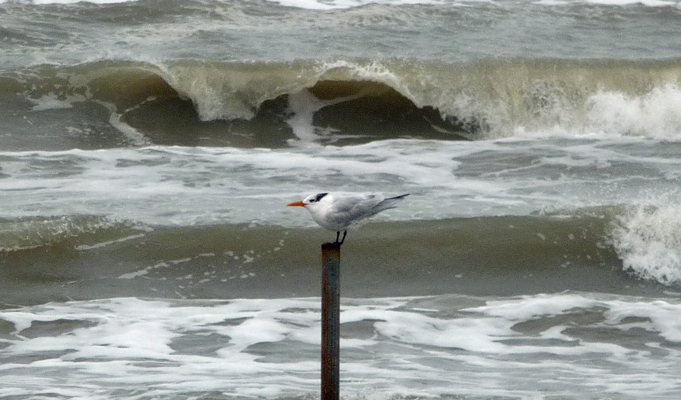 Royal Tern Mustang Island SP