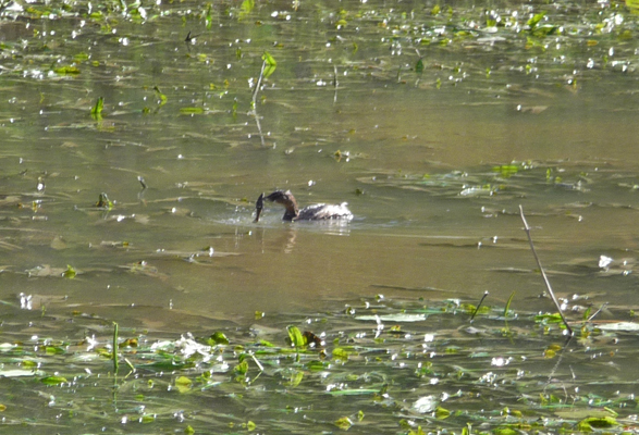 Duck with fish in mouth