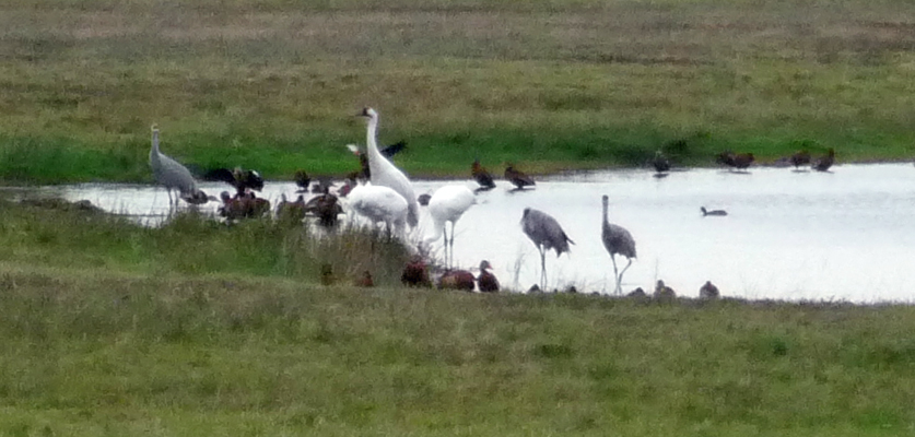 Whooping cranes Goose Island TX