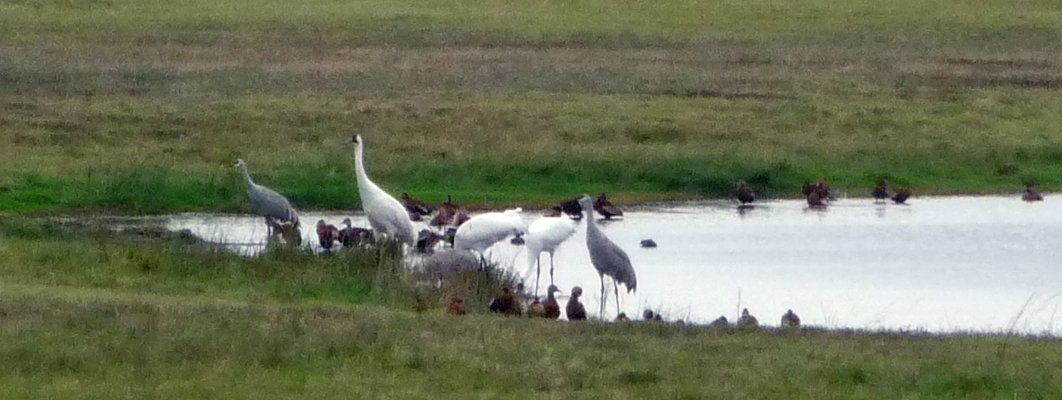 Whooping Cranes Goose Island 