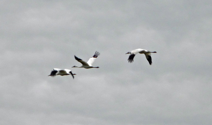 Whooping Cranes in flight Goose Island