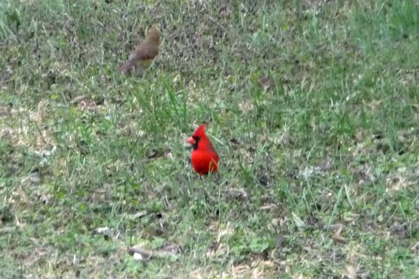 Cardinals Goose Island SP