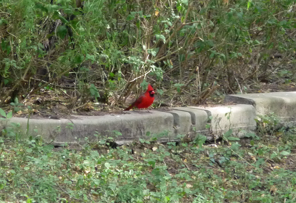 Cardinal Resaca de la Palma SP