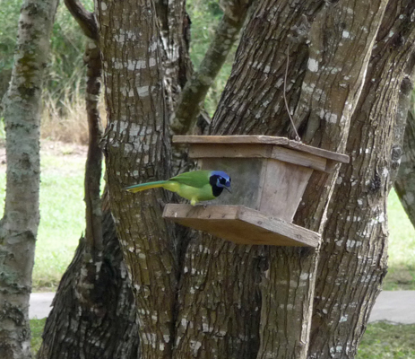 Green jay Resaca de la Palma SP