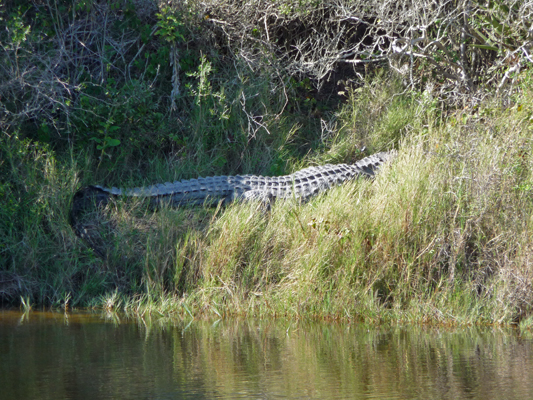 Alligator Aransas NWR