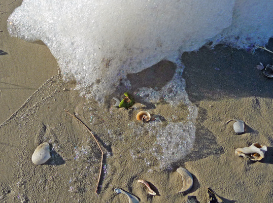 Shells beach foam