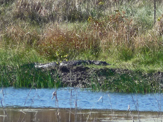Alligator Aransas NWR