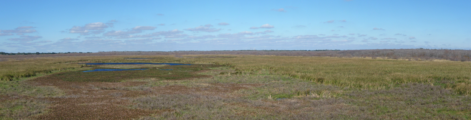 Marsh near 40 Acre Lake Brazos Bend SP
