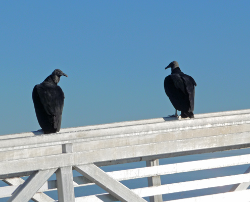 Black Vultures Aransas NWR