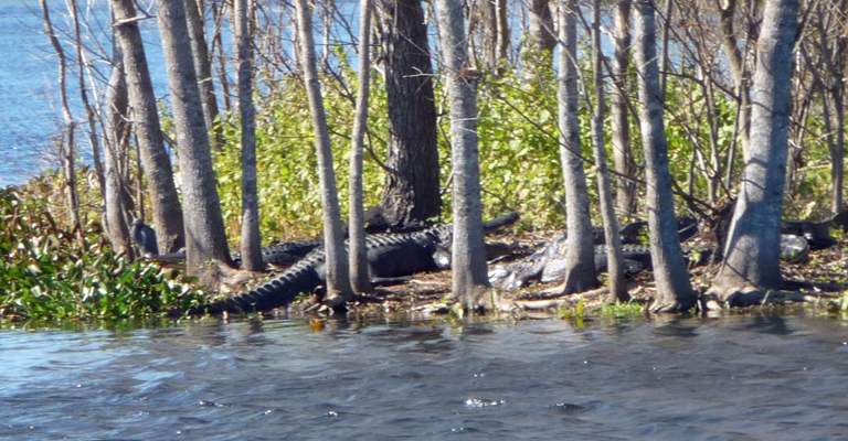Alligators Brazos Bend SP