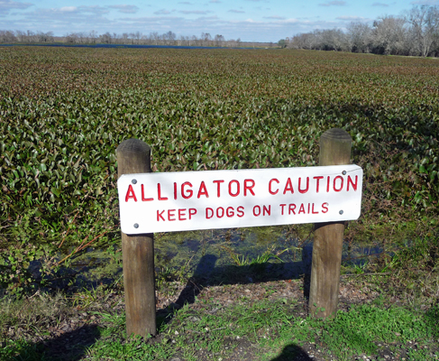 Alligator Warning sign Brazos Bend SP