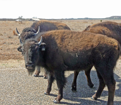 Bison Caprock Canyons SP