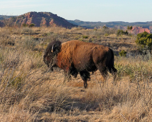 Bison bull Caprocks Canyon SP