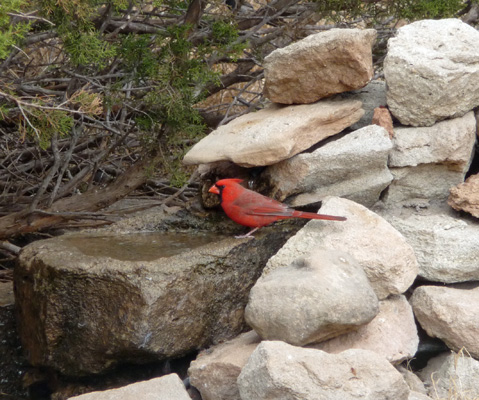 Cardinal Palo Duro Canyon bird blind