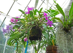 Purple and pink orchids