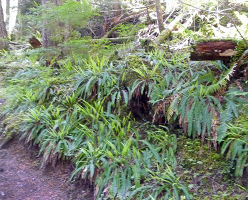 Deer Ferns Goat creek Trail