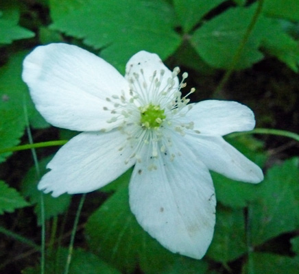 Columbia Anemone (Anemone deltoidia)