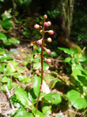 bog wintergreen (Pyrola asarifolia)