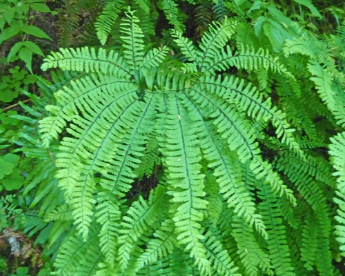 Maidenhair Ferns