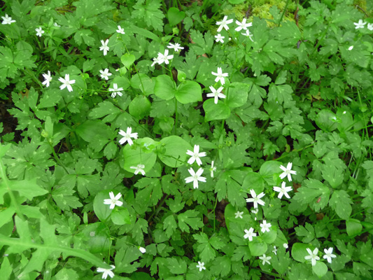 Chickweed along Goat Creek Trail