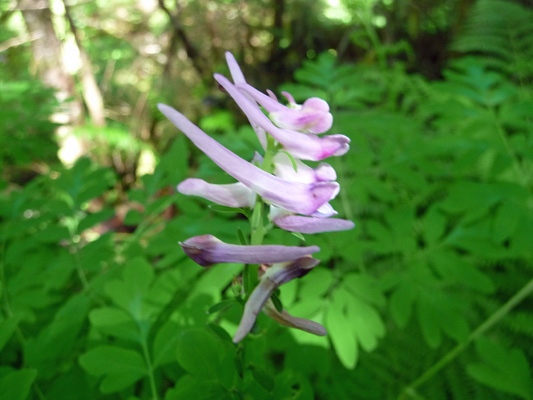 Scouler’s Corydalis (Corydalis scouleri)