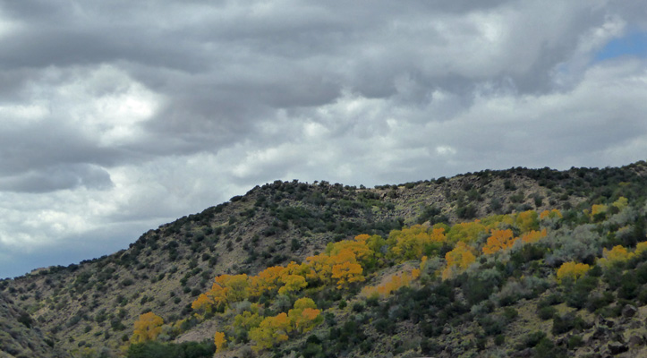 Fall color Low Rd Taos