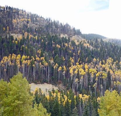 Hwy 150 aspens