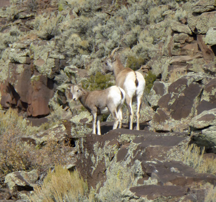 Rocky Mt Big Horn Sheep