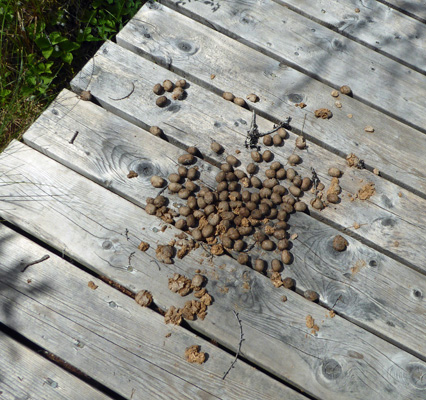 Moose droppings on boardwalk