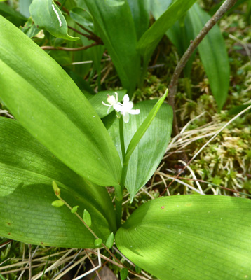 Wild Lily-of-the-valley (Maianthemum canadense)