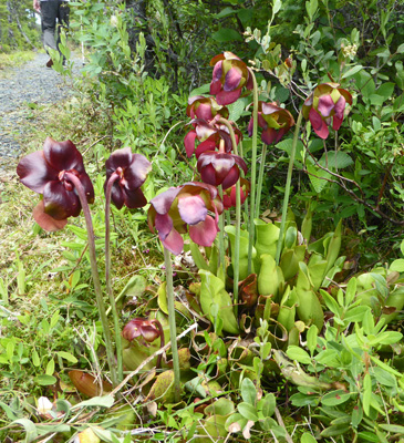 pitcher plants (Sarracenia purpurea)