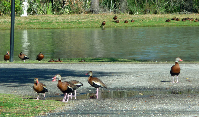 Black-bellied whistling ducks