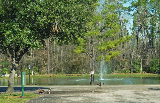 Black-bellied whistling ducks