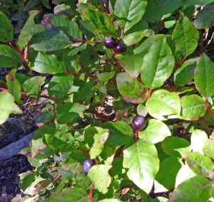 Huckleberries along Tonga Ridge Trail WA