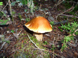 Mushroom on Tonga Ridge Trail WA