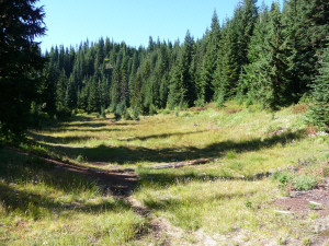 Meadow near Mt. Sawyer on Tonga Ridge Trail WA