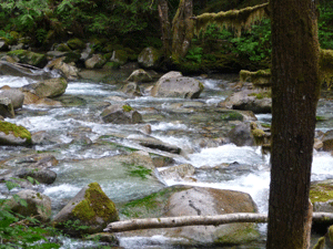 Trout Creek cascade NE of Index, WA