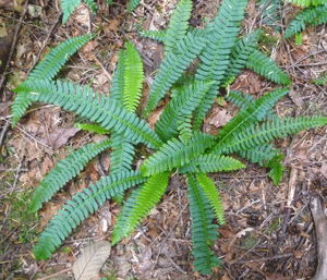 Deer Ferns along Trout Creek NE of Index, WA