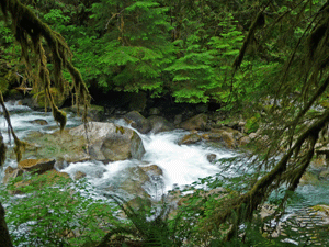 Trout Creek cascade NE of Index, WA