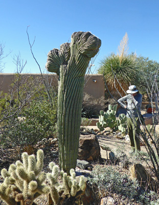 Saguaro cactus with crest