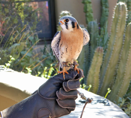 American Kestrel