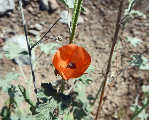 Small-flowered Globe Mallow (Sphaeralcea parvifolia)