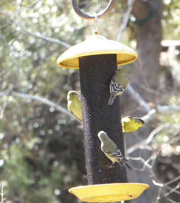 Goldfinches at feeder