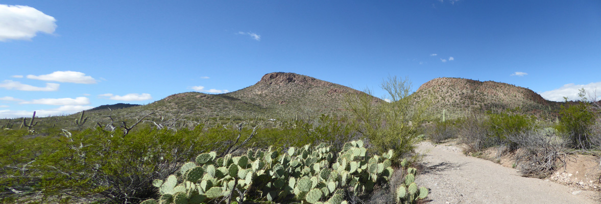 Ringtail Trail view