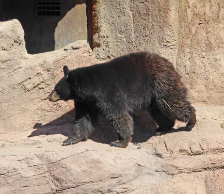 Black bear Desert Museum