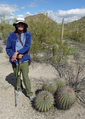 Walter Cooke Compass Barrel Cactus