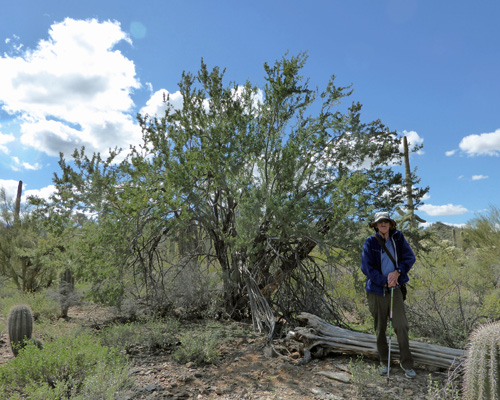 Walter Cooke Ironwood Tree