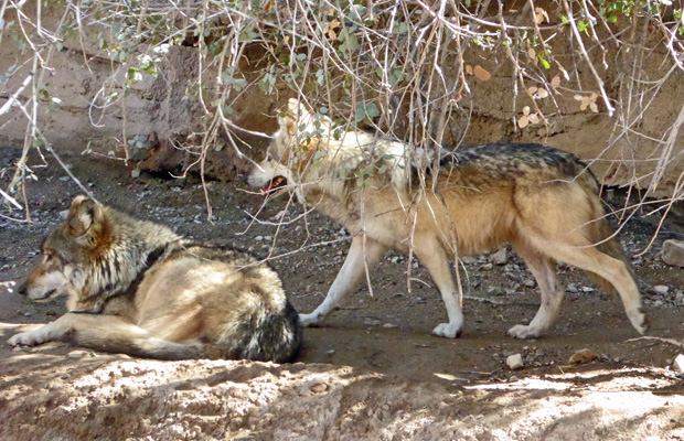 Mexican wolves Desert Museum