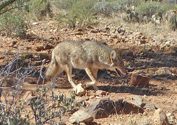 Coyote Desert Museum
